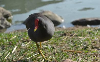 水雞屬|Gallinula chloropus chloropus 